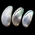 Pearl Slippers Pearlised Abalone Shell 3 x 6-7cm perfect for crafts
