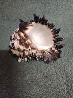Large 10cm Vintage Black Murex Sea Shell Muricanthus Nigritus Unusual Beautiful