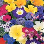 100% Wild Flower Seeds Scented NO GRASS Bee Butterfly Mix Meadow Garden Dwarf UK