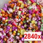 2840x Real Dried Press Flowers Candle Making DIY for Resin Jewelry Making Decor