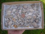 A collection of numerous Bartonian Eocene BARTON BEDS fossil molluscs Hampshire