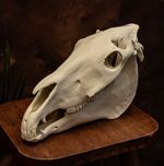 Horse Skull Replica 50% Life Size Equine Animal Skull Anatomy Display Oddity UK