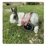 Rabbit mobility wheelchair custom bunny disabled wheels mobility aid