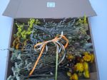 Large Yellow 100 stems dried flowers box, DIY bouquets, wedding, Wreaths, crafts