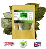 Soursop Leaves or Powder Graviola AAA Grade Wild No Chemicals/Pesticide 10G-1KG