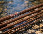 Rodmaker 247 Fiberglass 11'0" 5/6wt 5pc Spey Rod Blank - Brown - DIY Glass Spey