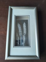 Jacqueline Berting Signed Blown Glass Wheat Shadow Box Framed Art Saskatchewan