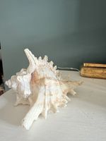 Murex Ramosus (or Giant Murex) shell 12cm