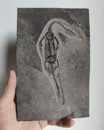 Keichousaurus Skeleton Fossil Triassic Reptile Dinosaur Bones China