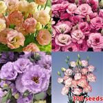 Lotus Flower Seeds Nelumbo nucifera Aquatic Water Lily Sacred Plant Pond Seeds++