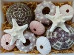Real Sea Urchins Starfish Mixed Seashell Gift Pack 8 Urchins 2  Knobbly Starfish
