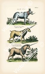 Antique print UNICORN engraving Merian 1657 wall art decor gift print poster XL