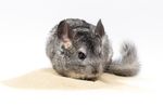 20Kg Chinchilla Natural Bathing Sand Dust Fur Coat Cleaning Safe Sepiolita