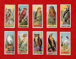 BIRDS ~ SET OF 10 VICTORIA S.A. CHOCOLATES & BISCUIT CARDS ~ MINT CONDITION