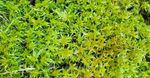 Fresh Irish Sphagnum Moss  - 2 Litres , For Orchids, Hanging Baskets etc