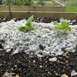 Wool Mulch for Plants – Natural Garden Mulching for Beds and Borders