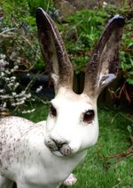 Winstanley Pottery  Arctic Hare Size 9 Largest Size  Male..  Rare Collectable