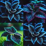 20PCS Coleus Seeds – Rare Blue, Black, and Green Foliage – Unique Garden Accent