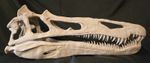 Suchomimus  Dinosaur Skull Replica Very Large. New Ready To Post