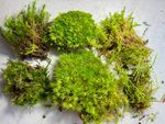 LIVE MOSS BUNDLE | Natural Fresh Moss Mix | Bun, Carpet, Mood, Haircap, Tamarisk