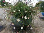 SALE 'til 31 Jan Erigeron (Mexican Daisy) seeds [100/pkt] Buy 1 get 2 Free £2.42