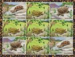 Turtle Tortoise 1999 MNH stamp sheetlet