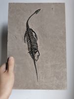 Keichousaurus Skeleton Fossil Triassic Reptile Dinosaur Bones China
