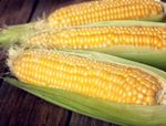 Sweetcorn Earliking Plant Plugs x 12