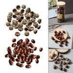 200PCS Natural Acorns Real Acorns Caps Home DIY Christmas Natural Acorn Caps