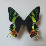 Madagascan Sunset Moth Set Specimen Moth Insect A1 / A1- 2 antenna 