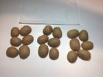 Walnut Shells Perfect Halves for DIY ART Craft Projects Pack of 18 (unmatched)