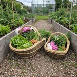 Garden Trug Set of 2