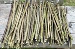  Fresh Cut British Hazel Wood 40 cm long between 1- 2 cm thick , Organic 4 kg 