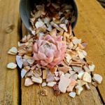 Crushed Mother of Pearl | Iridescent rainbow shell pieces for crafts 100g 5-8mm 