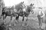 Vzz-2 Working Horses somewhere in North-east Scotland. Photo