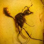 DETAILED WASP in Burmese / Burmite amber fossil / 100% genuine amber 