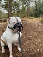 Strong Metal Wire Basket Dog Muzzle  for American Bully  , Bully XL & other