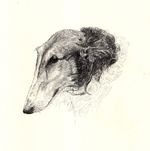 Antique Borzoi Print Ch Mythe Ivanoff 1935 Wardle Art Illustration CFW 6371h