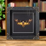 Death's Head Taxidermy Moth in in Baroque Style Frame 
