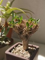 Euphorbia guillauminiana - Rare Collector Plant
