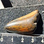 Red Crag Juvenile Meg Tooth Uk