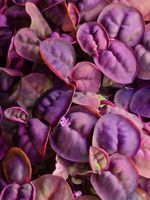 🌿 65x RED ROOT FLOATER  Healthy Floating Aquarium Plants (Leaves) 