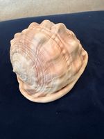 Bullmouth helmet Shell Large Vintage Orange Natural Sea Shell