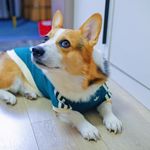 Adidas Originals Dog & Cat Tracksuit - China Exclusive- Limited Edition - Green