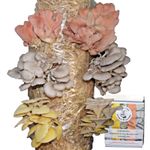 Mushroom Grow Kit, Mixed Oyster Straw Log, gift boxed