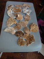 Dried Sponge Mushrooms for Crafts Artificial Flowers