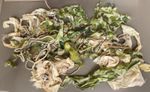 Parachute & Glider relics from Normandy.Saint Marie Eglaise,101st Airborne,Dday