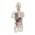 Transparent Torso Model Visible Organs Transparent Anatomy Model Freestanding