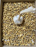 10 XL Elephant Garlic Corms For £5  (organically Grown)  And Get 10 Free