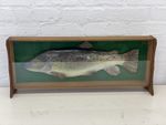 Vintage Fish Trout In Display Case